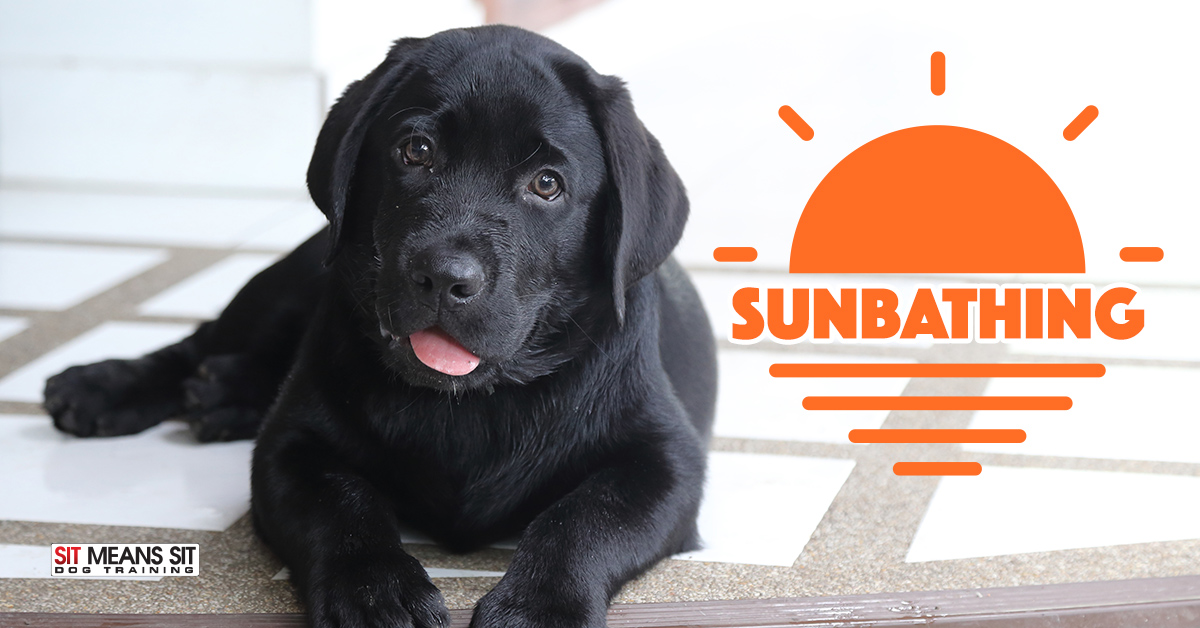 Why Dogs Enjoy Sunbathing