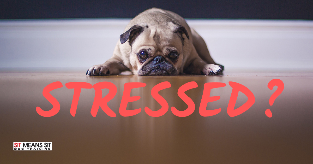 Signs Your Dog is Stressed