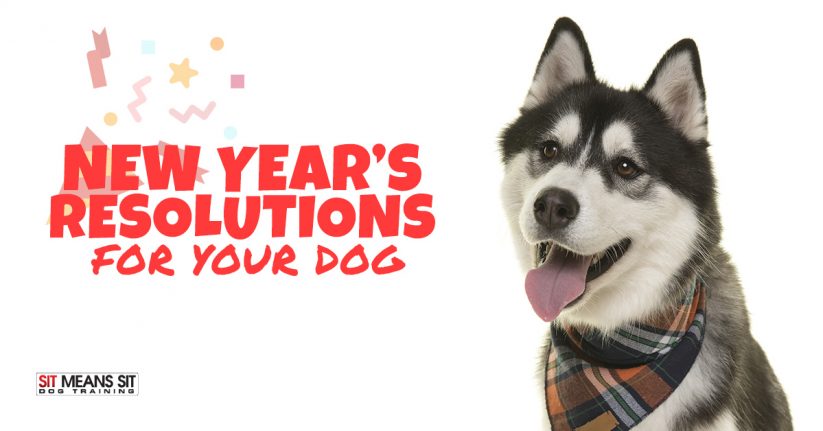 New Year's Resolutions For Your Dog
