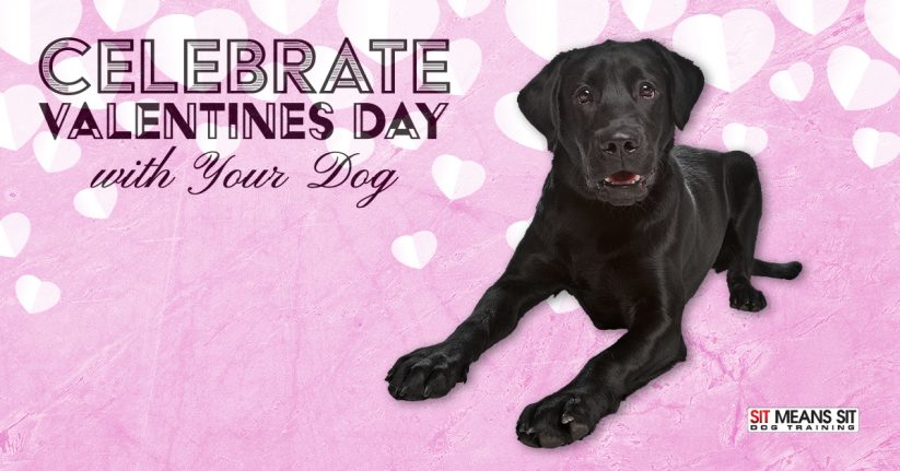 Celebrate Valentine's Day with Your Dog