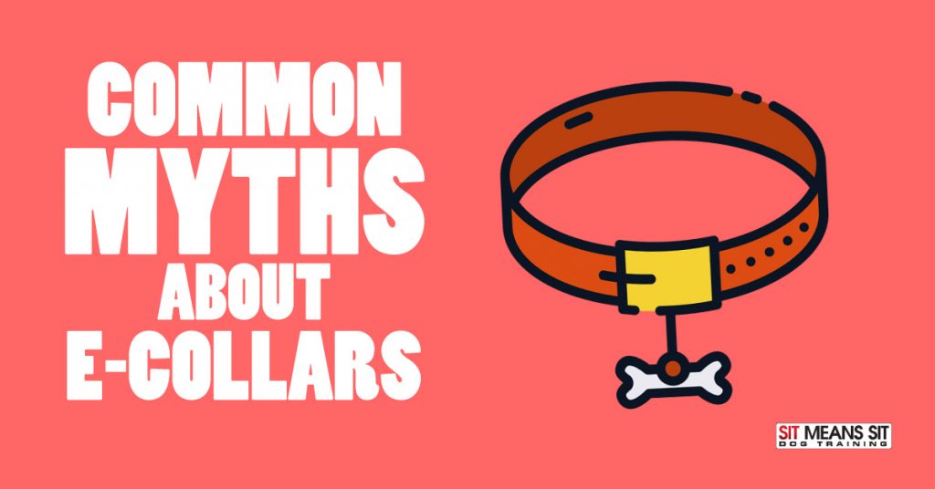 Common Myths about ECollars Sit Means Sit San Antonio