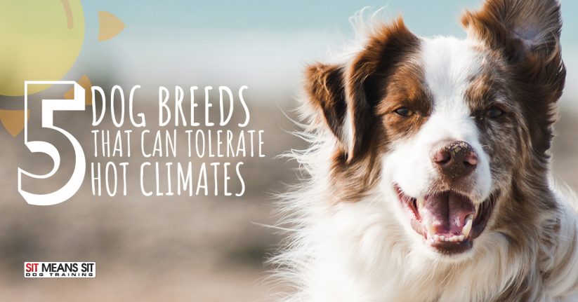 5 Dog Breeds That Can Tolerate Hot Climates