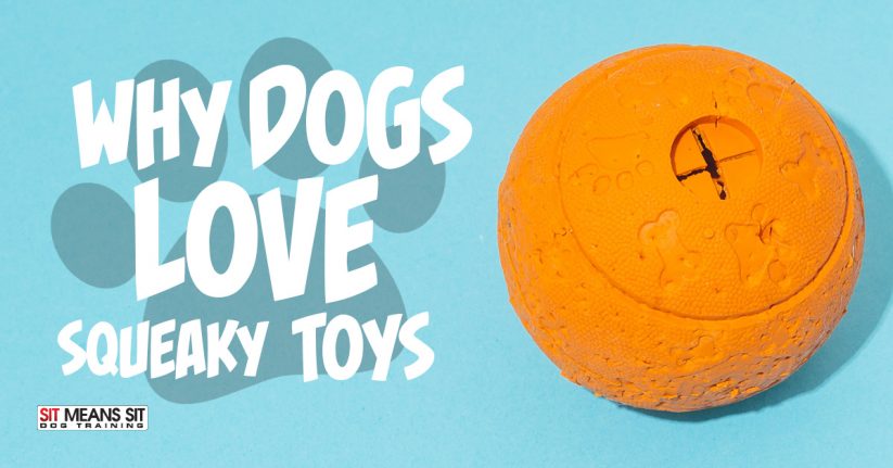 Why Dogs Love Squeaky Toys