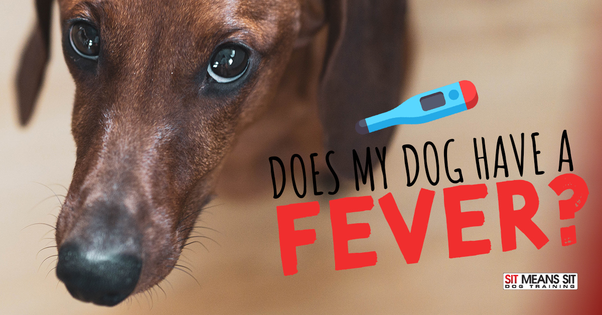 what can i give my dog for a fever