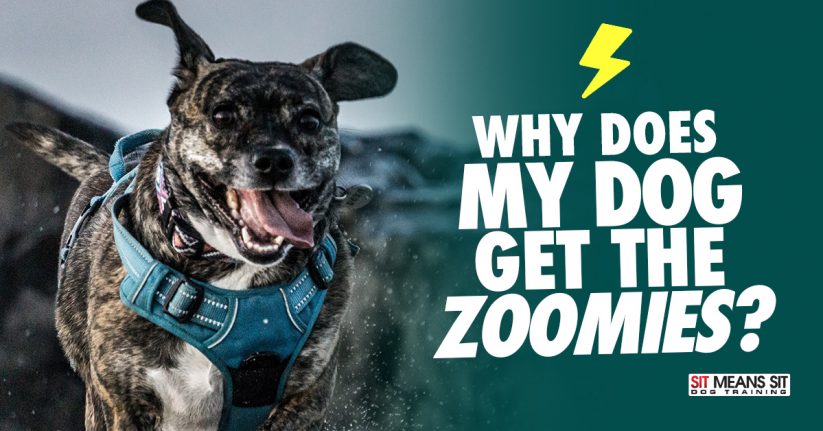 Why My Dog Gets the Zoomies