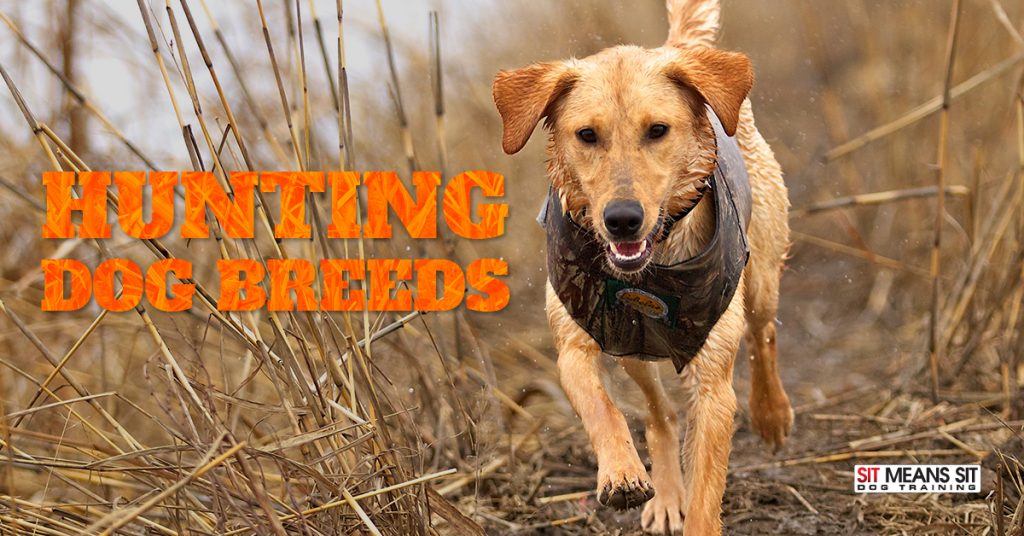 The Best Hunting Dog Breeds for 2021 Sit Means Sit San Antonio