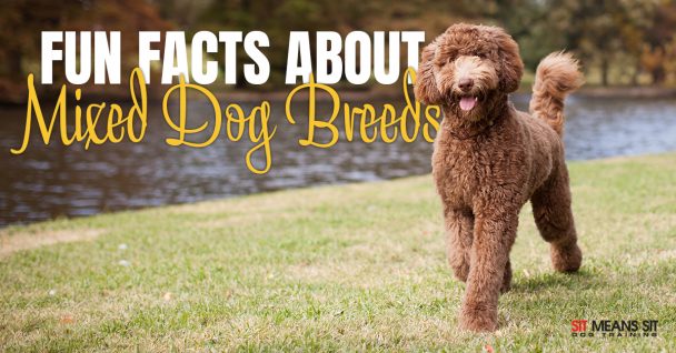 Fun Facts About Mixed Dog Breeds