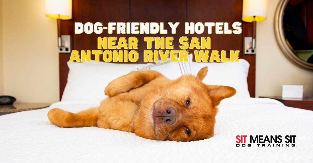 Dog-Friendly Hotels Near the San Antonio River Walk