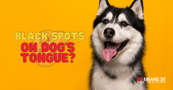 Black Spots on Dog's Tongue?