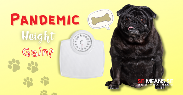 Did Your Dog Gain Weight During the Pandemic?