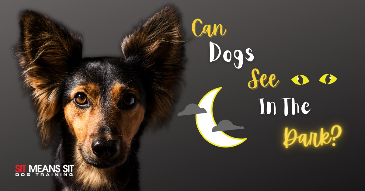Can My Dog See in the Dark?