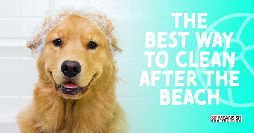 The Best Way to Clean Your Dog After Visiting the Beach