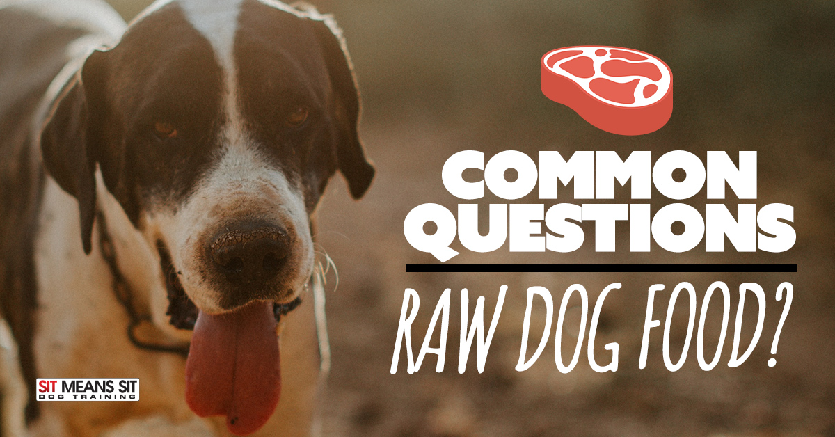 Should I Feed My Dog Raw Food in 2020? Sit Means Sit Dog