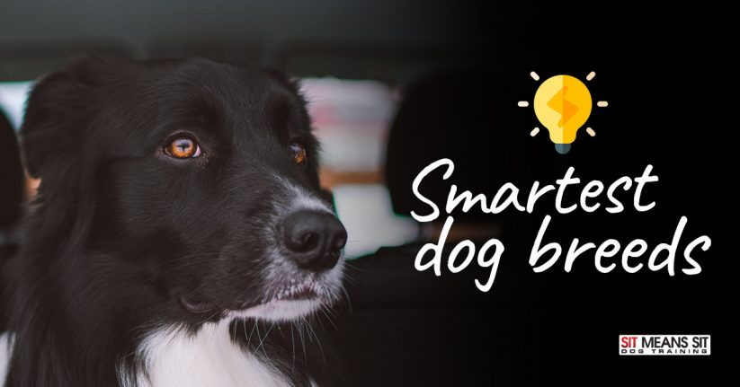 The Smartest Dog Breeds