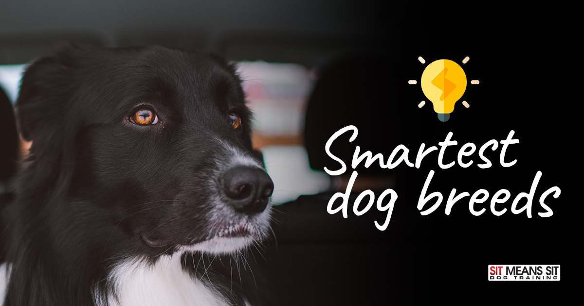 what are the 5 smartest dog breeds