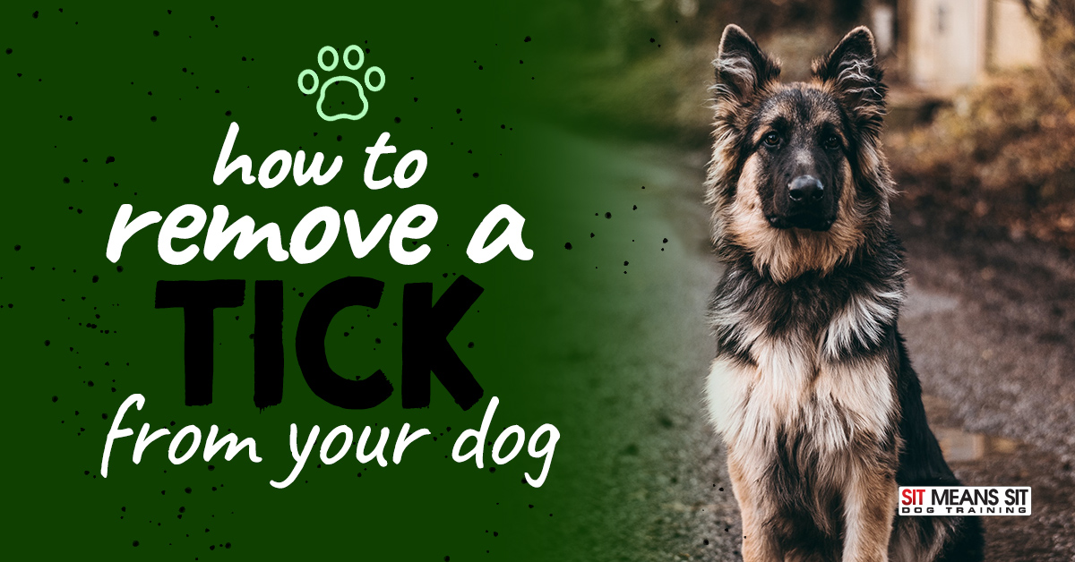 How to Remove a Tick from Your Dog