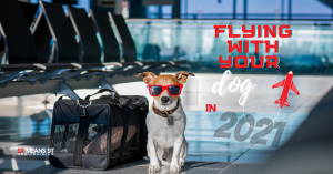 Tips For Flying With Your Dog In 2021