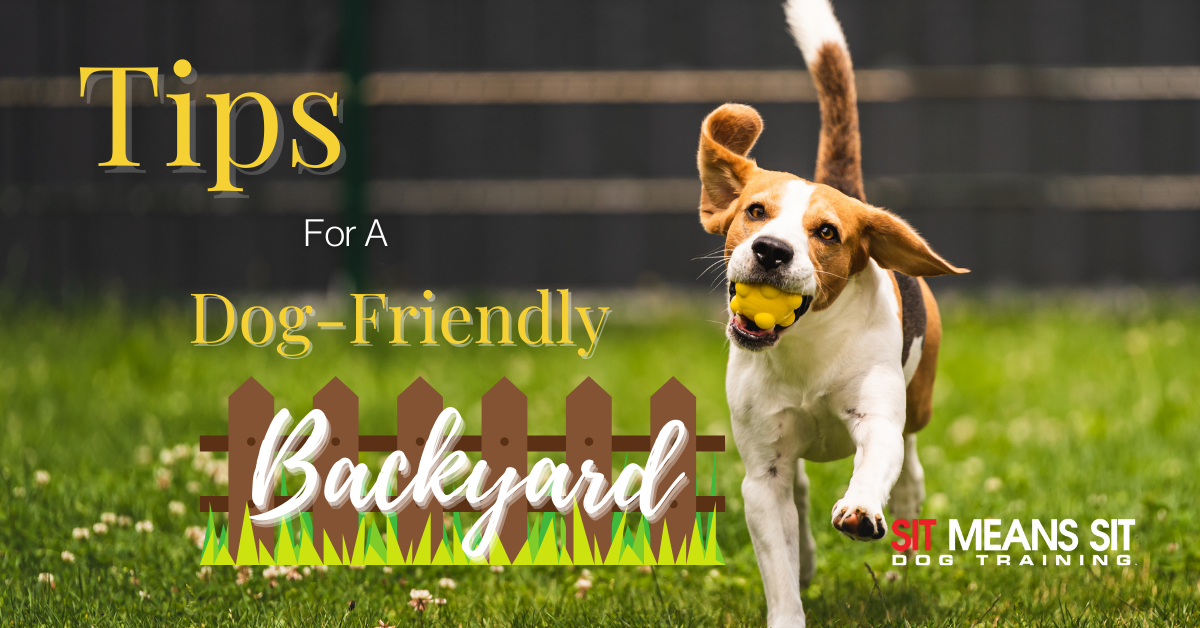 Tips for Making Your Backyard More Dog-Friendly