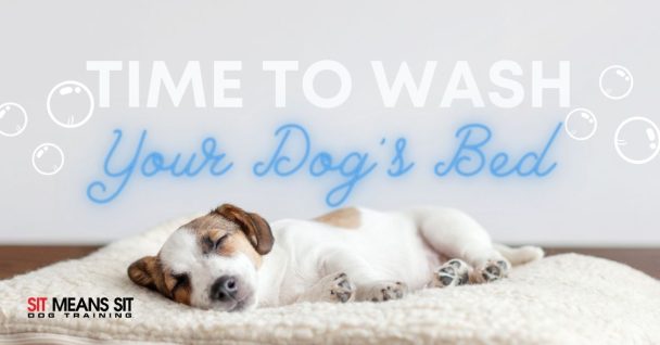 It's Time to Wash Your Dogs Bed!