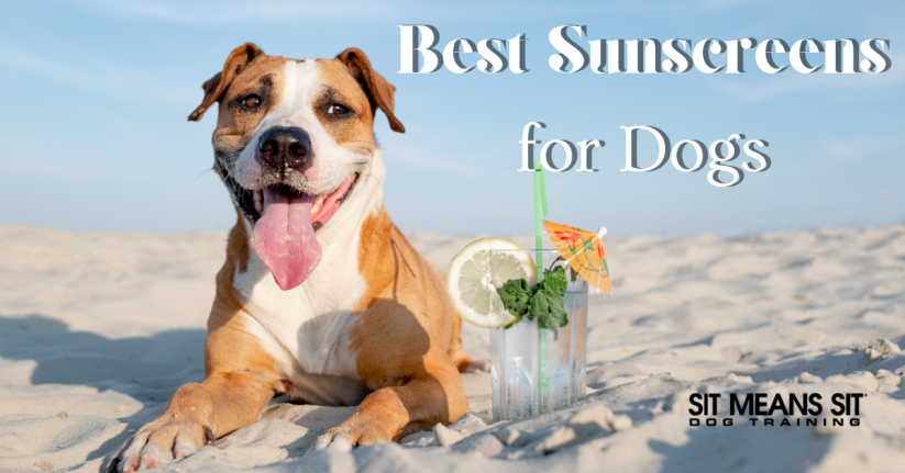 The Best Sunscreens for Dogs