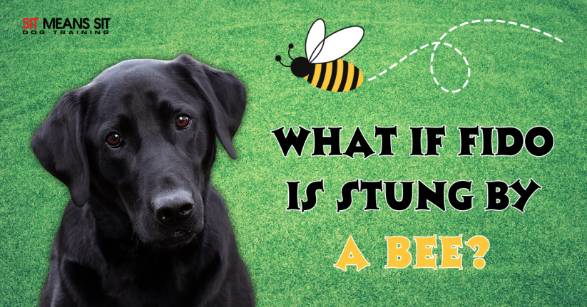 My Dog was Stung by a Bee, What Should I Do?