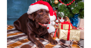 Tips for Including Fido in Your Holiday Photos