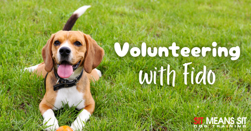 Different Ways You Can Volunteer with Your Dog