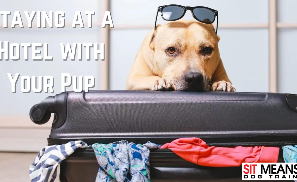 Staying in a Hotel with Your Pup: Essential Tips