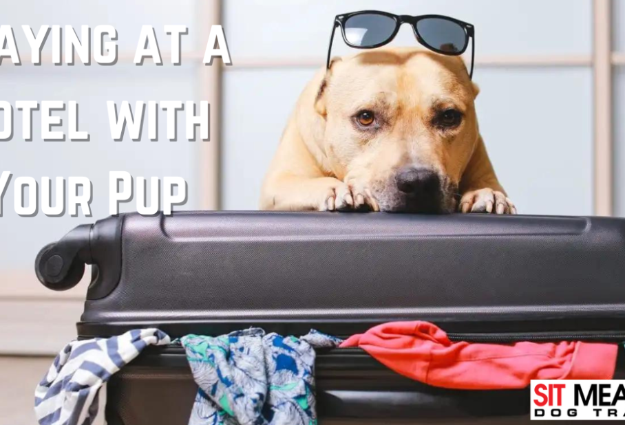 Staying in a Hotel with Your Pup: Essential Tips