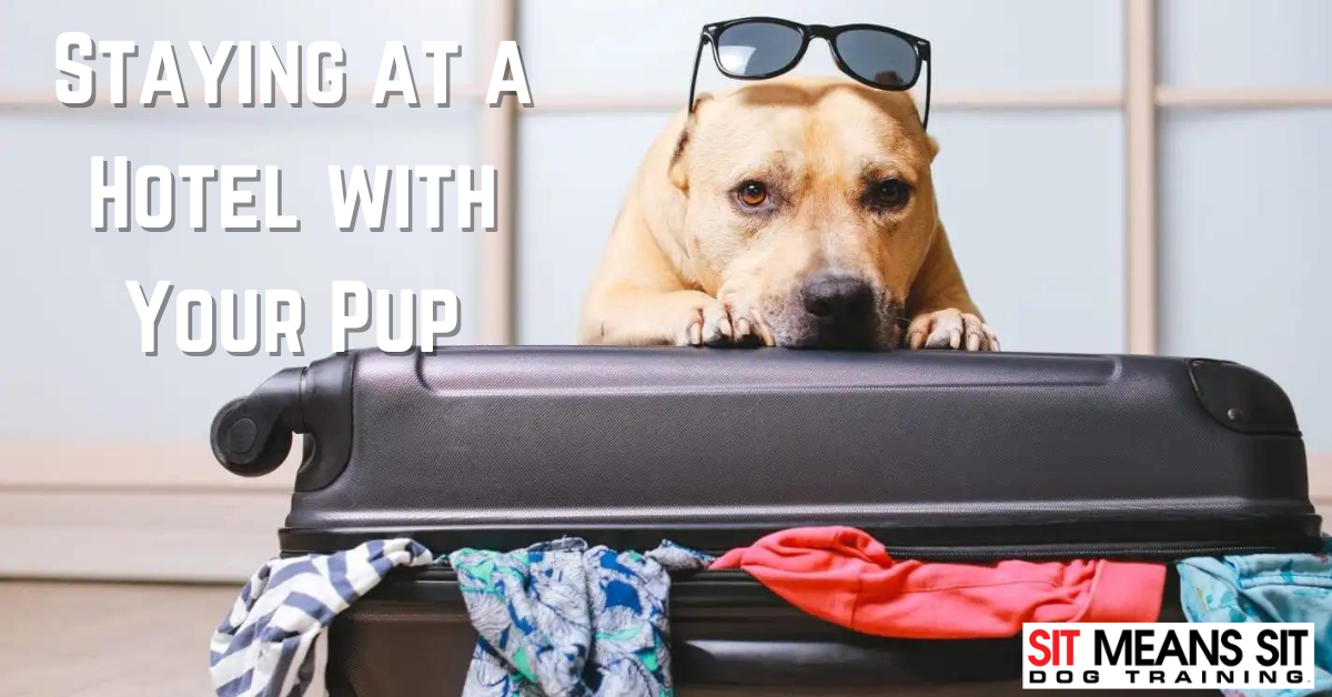 Staying in a Hotel with Your Pup: Essential Tips