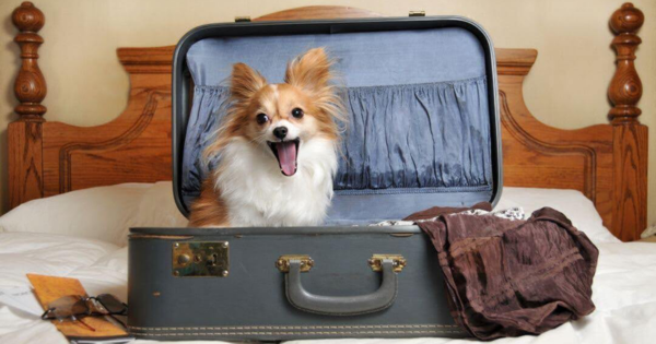 Staying in a Hotel with Your Pup: Essential Tips