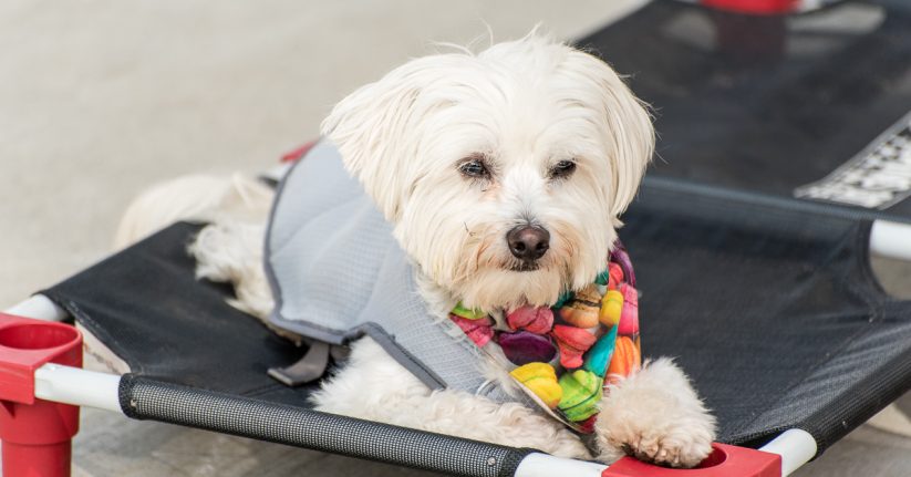 A white dog sitting on a dog table