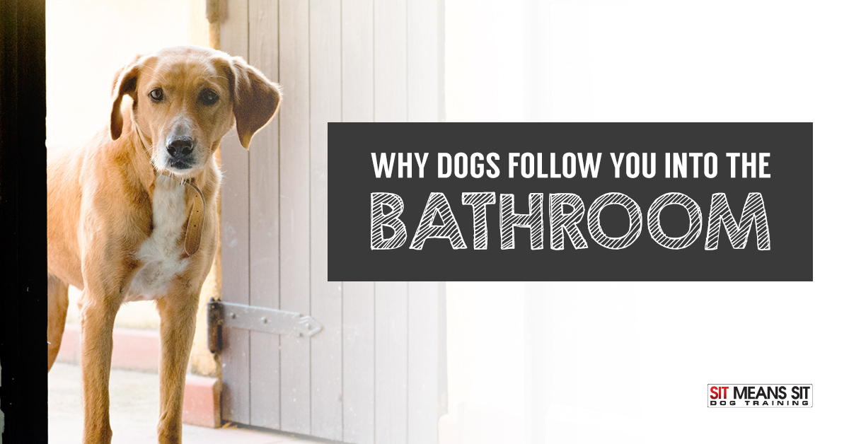 There's a Really Cute Reason Why Dogs Follow You to The Bathroom