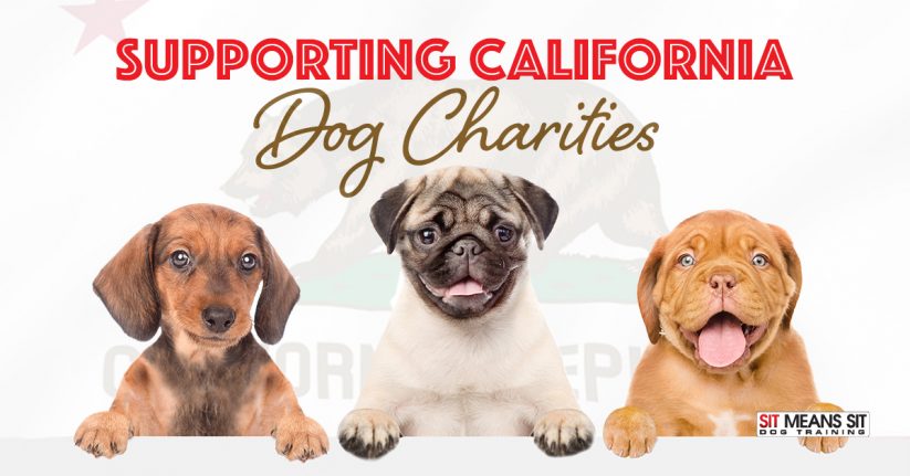 Supporting California Dog Charities for the Holidays