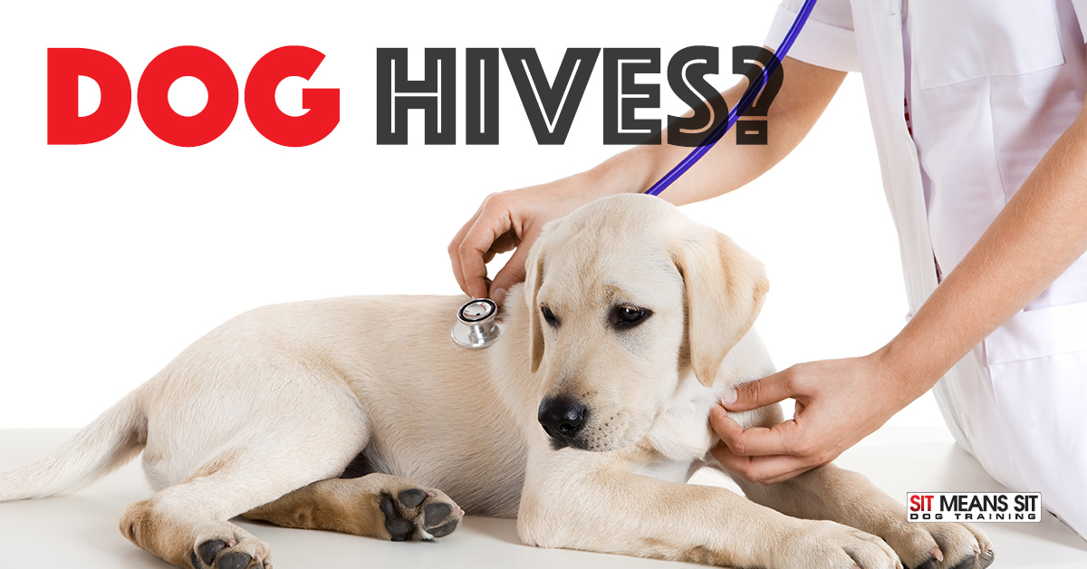 Does My Dog Have Hives?