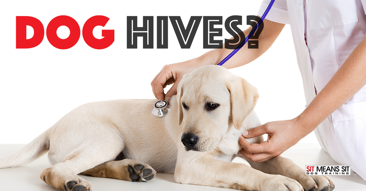 what to do for a dog that has hives