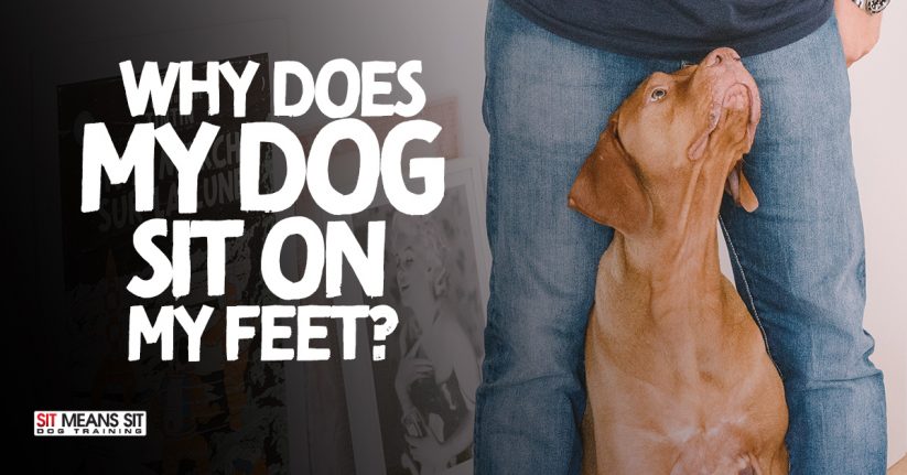 Why Does My Dog Sit on My Feet?