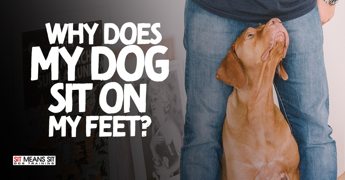 what does it mean when a dog sits on your feet