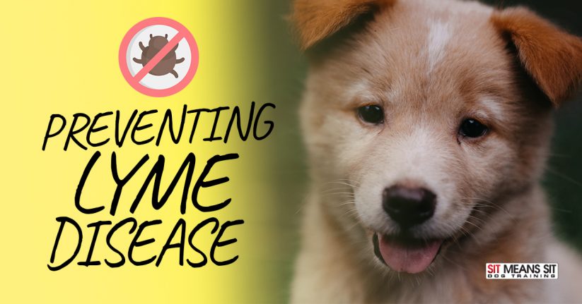 Preventing Lyme Disease in Dogs