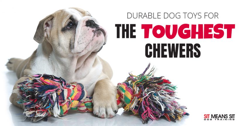 Durable Dog Toys for Even the Toughest Chewers