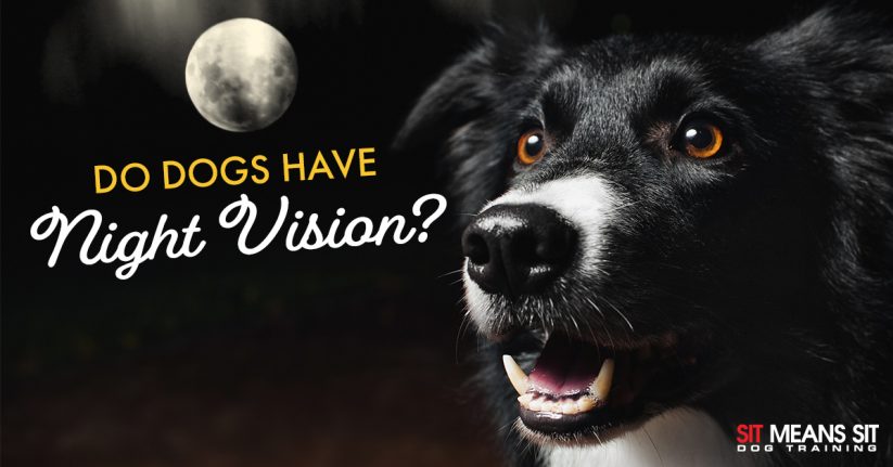 Do Dogs Have Night Vision