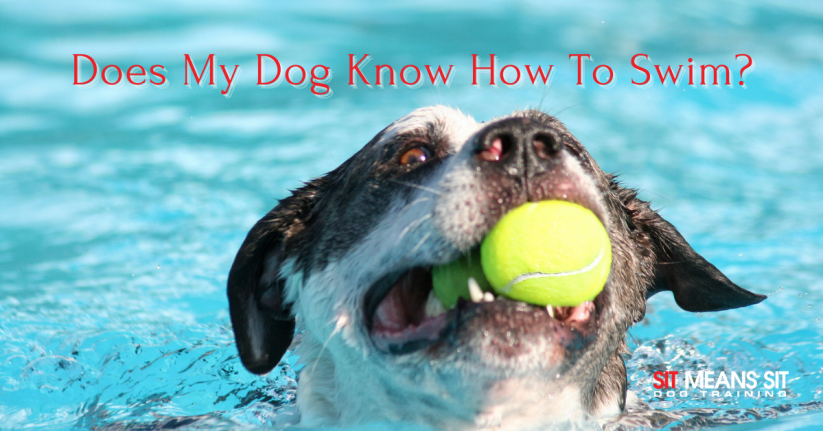 Does My Dog Know How to Swim?