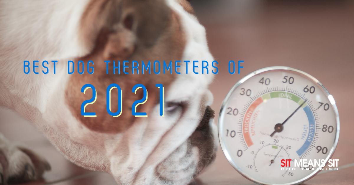 How to Use a Dog Thermometer (Vet-Approved Content)