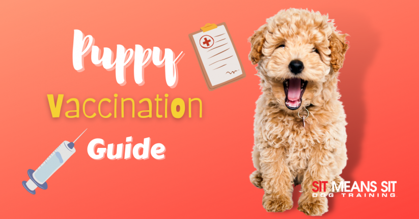 Puppy Vaccination Guide