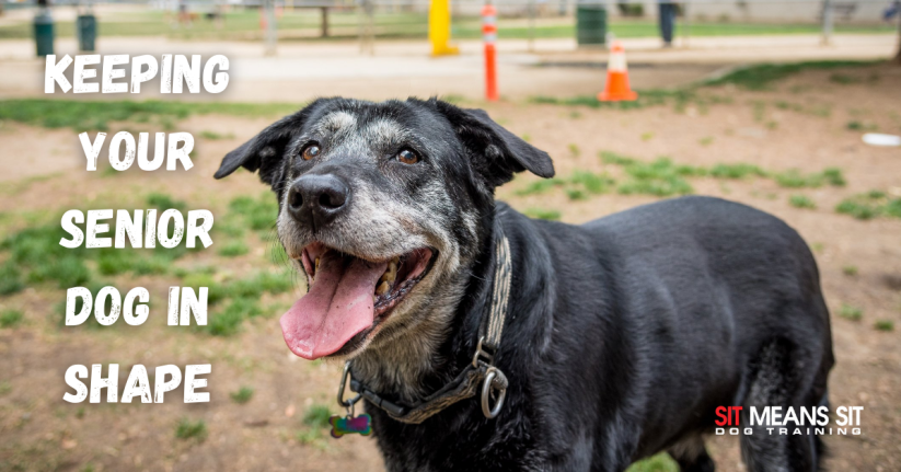 Activities to Keep Your Senior Dog in Shape