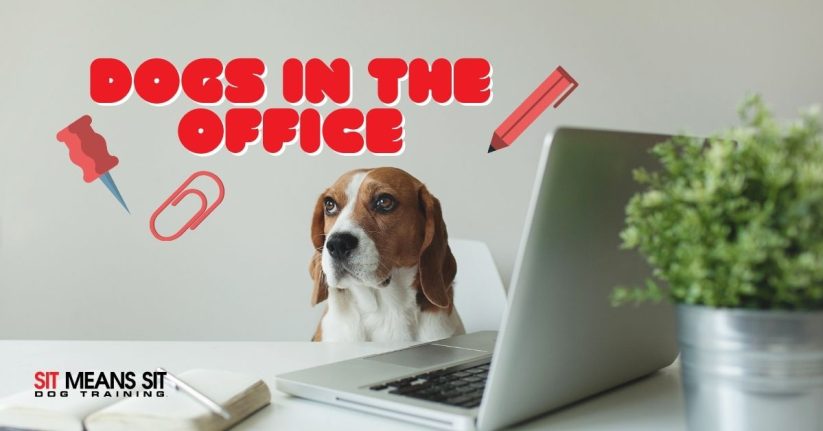 Tips for Bringing Your Dog to the Office in 2022