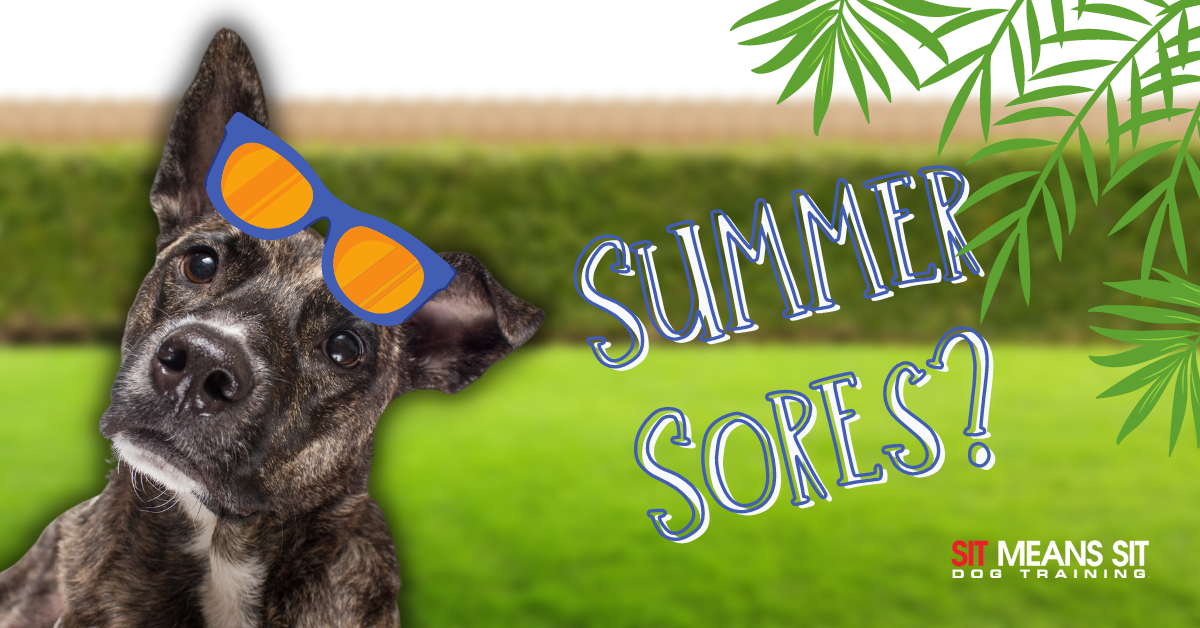 summer sores? for dogs banner