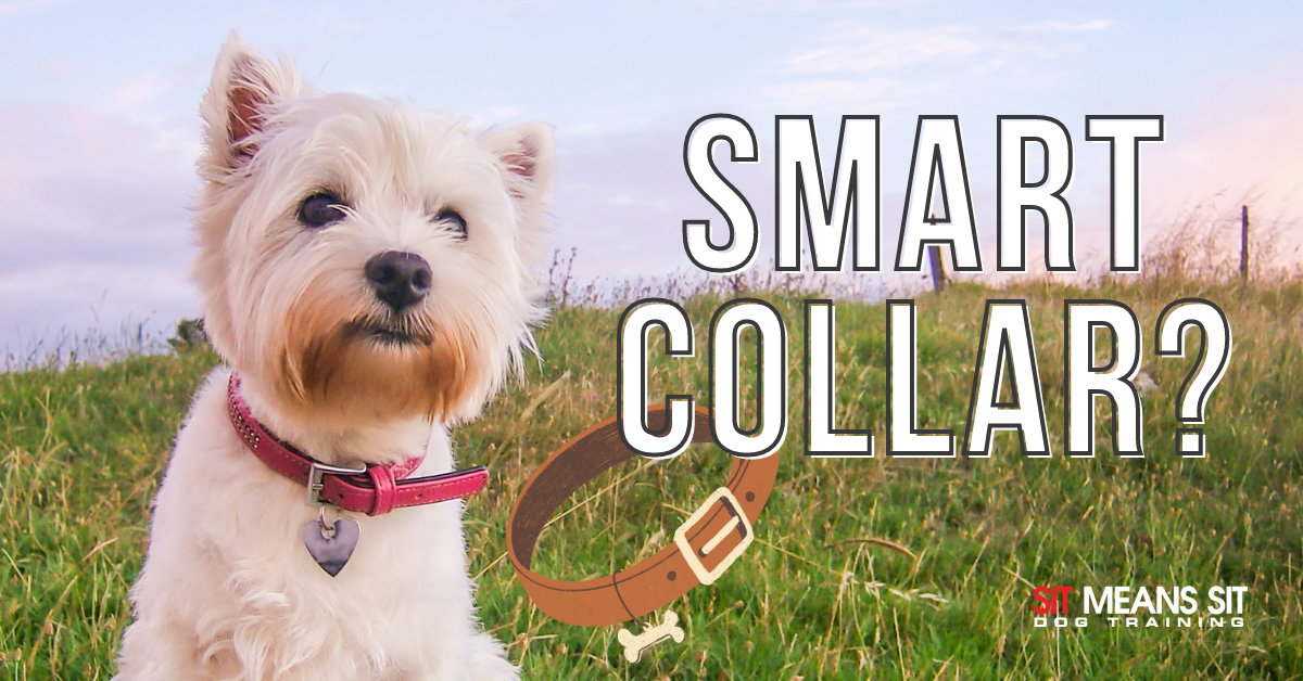 The Best Smart Dog Collars