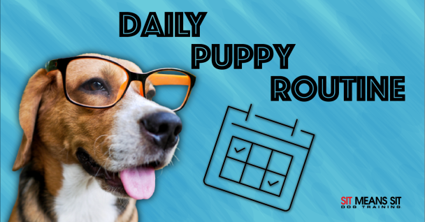 Daily puppy rputine