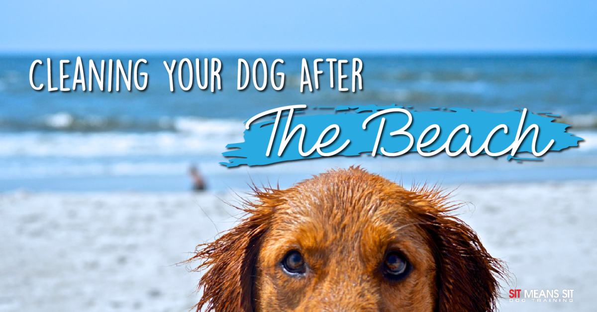 How to clean your dog after the beach